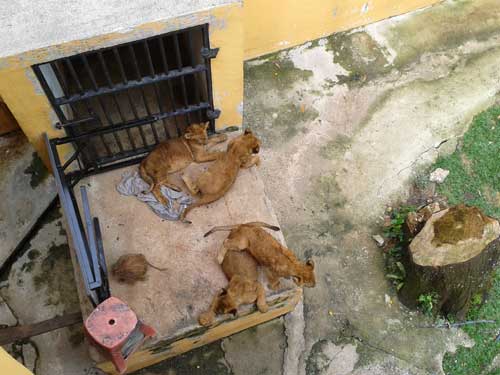 Anak Harimau di Zoo Johor Bharu