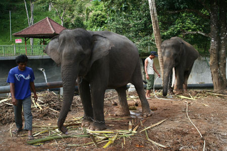 Gajah di Bumi Keadaton Resort