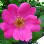 Jenis Bunga Mawar-mawar liar