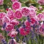 Jenis Bunga Mawar - English Roses
