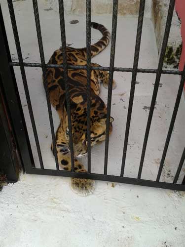Macan di Zoo Johor Bharu