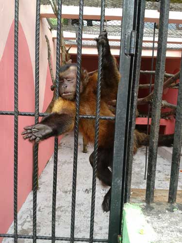 Monyet di Zoo Johor Bharu
