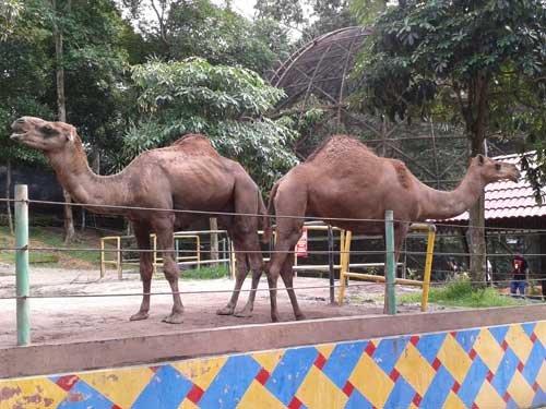 Unta di Zoo Johor Bharu